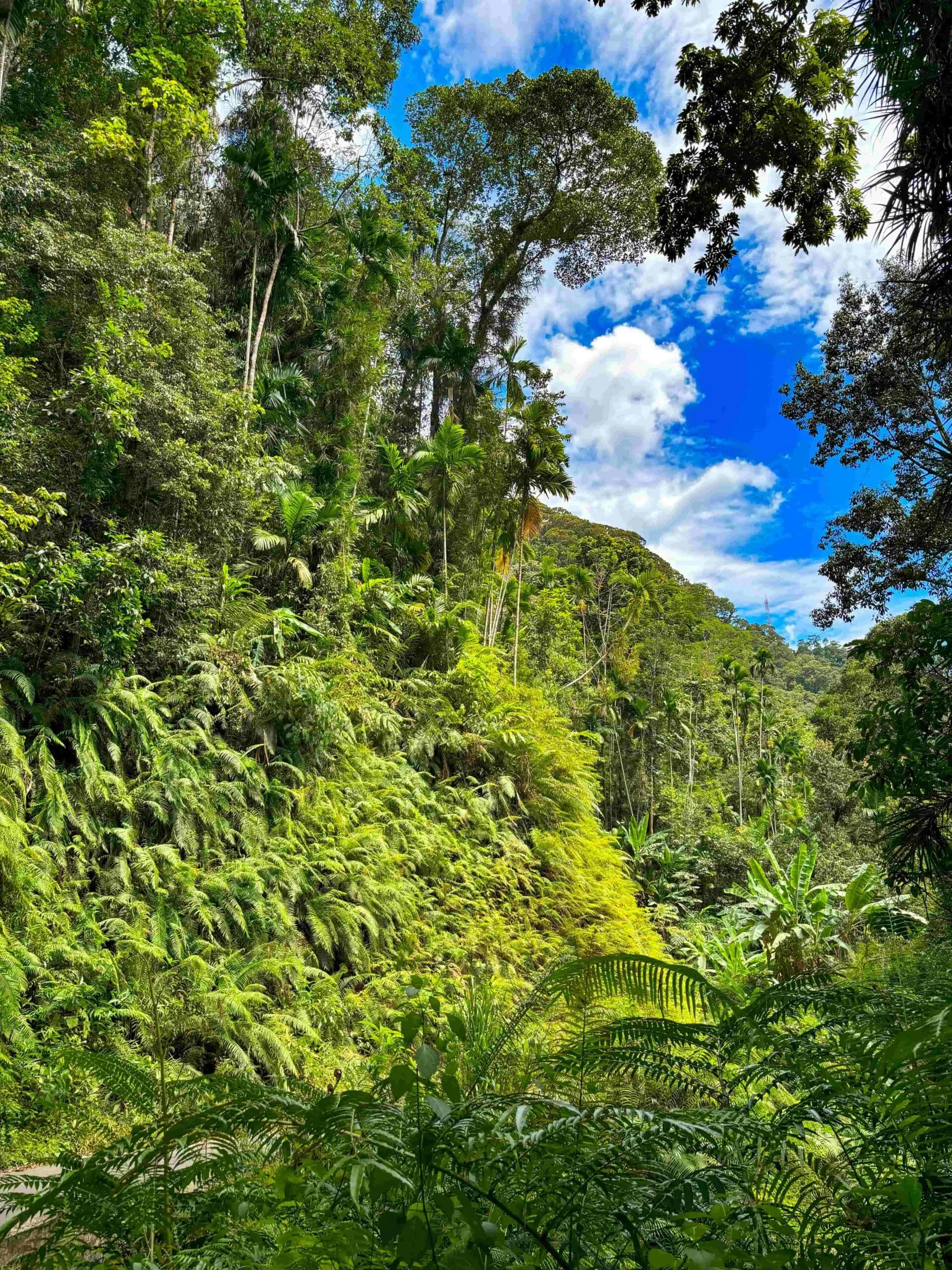 Sinharaja Rainforest 1 1 scaled.jpg