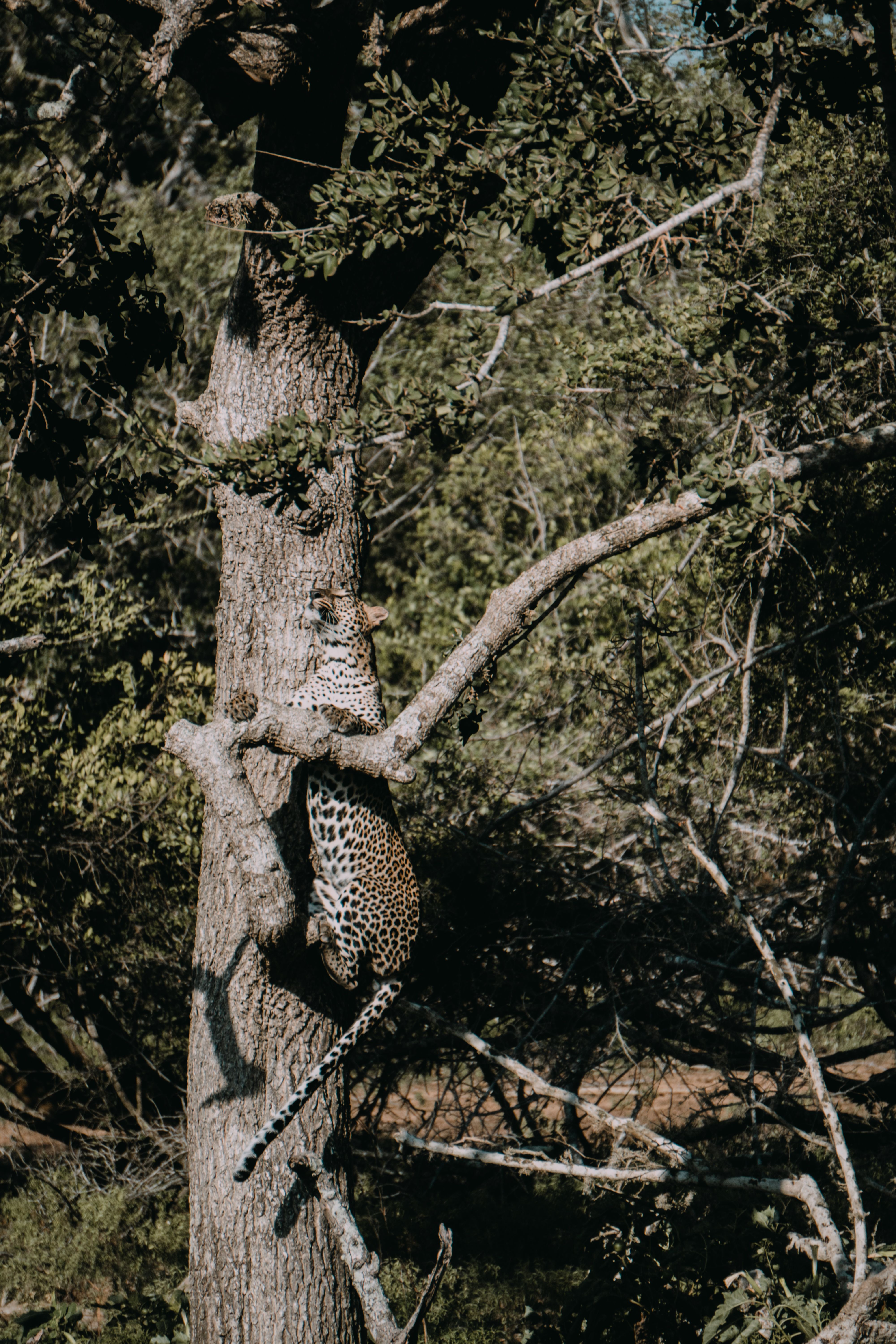pexels layan nimantha 310271870 13784932