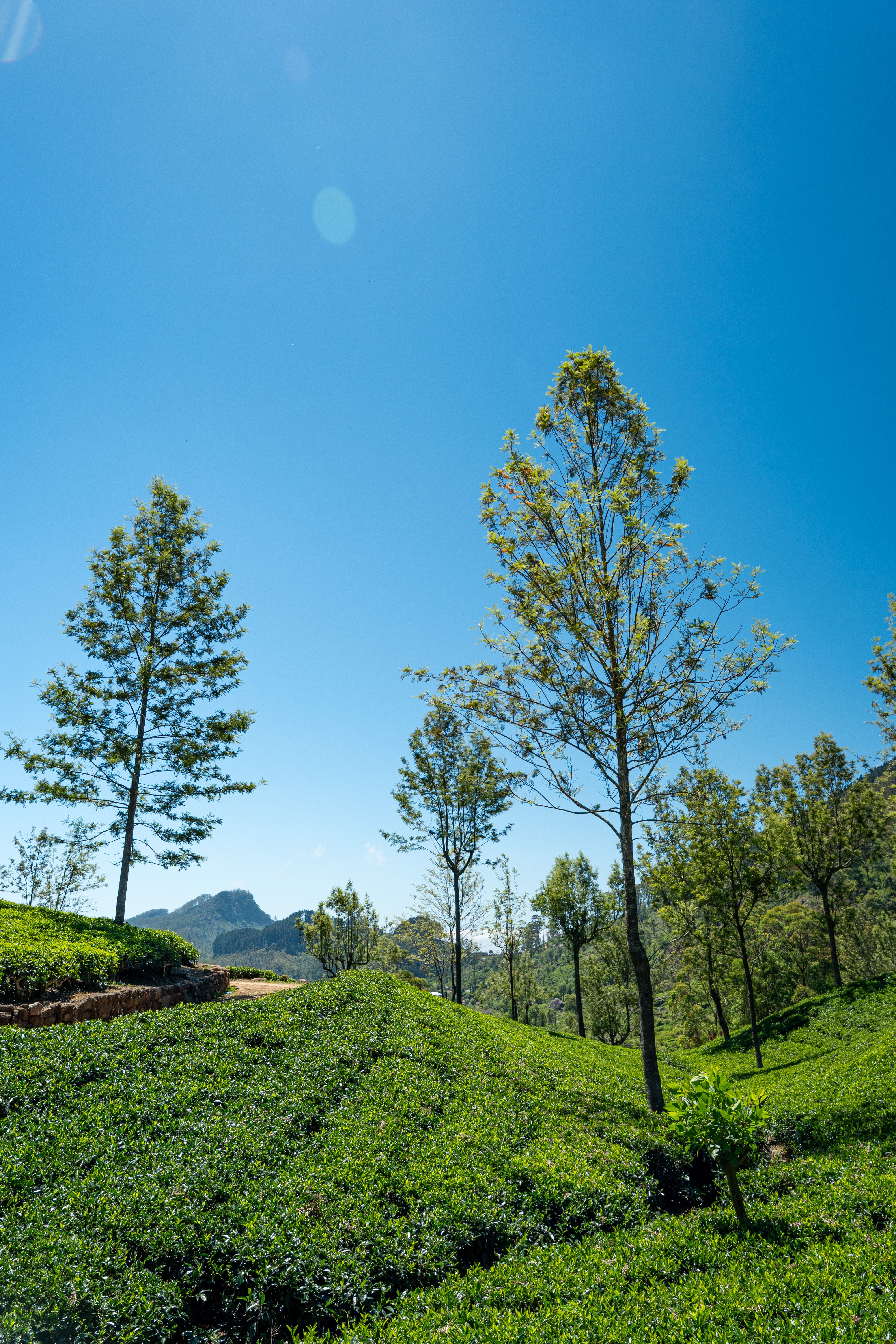 pexels thilina alagiyawanna 3266092 36847096